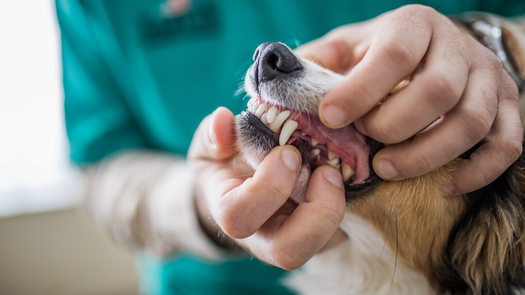 Cleaning plaque off dog's clearance teeth